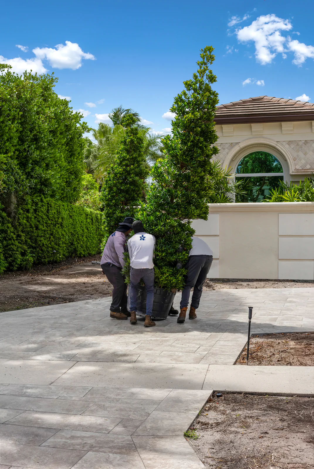 A specimen ficus column being installed by a Power Group Care crew